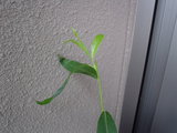 20060528_2