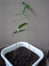 20060523