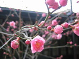工場にある植木鉢の梅の花