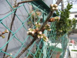 �Ĥ�߻Ϥ᤿����鲡ʺ�ƣ�ӡ�