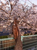 幹が殆ど無くなっても綺麗な花を咲かせるソメイヨシノ