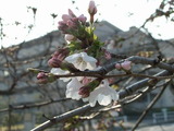 �餭�Ϥ᤿�̶���褤�κ�2