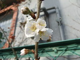 �餭�Ϥ᤿�������ܤβ֡ʺ�ƣ�ӡ�