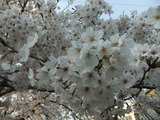 2012年4月8日の玉串川のソメイヨシノ