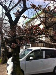 20160328JA付近の桜