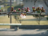�����Ϥ᤿���ᥤ�襷��1