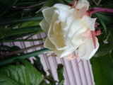 �ƤӺ餤�������