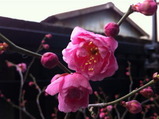 咲き始めた工場の梅の花