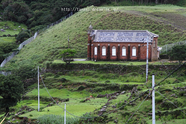 野崎島鹿5