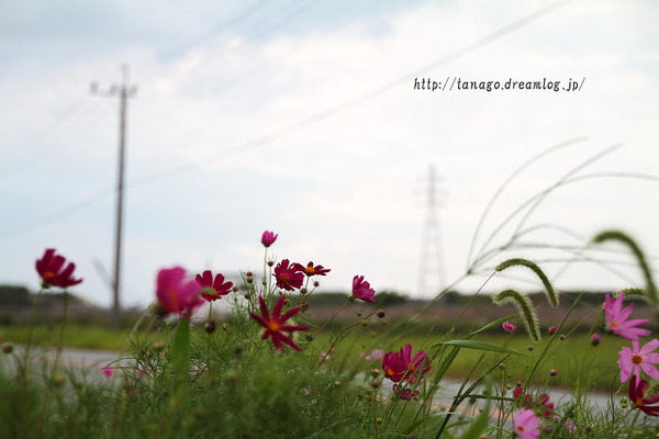ariake1