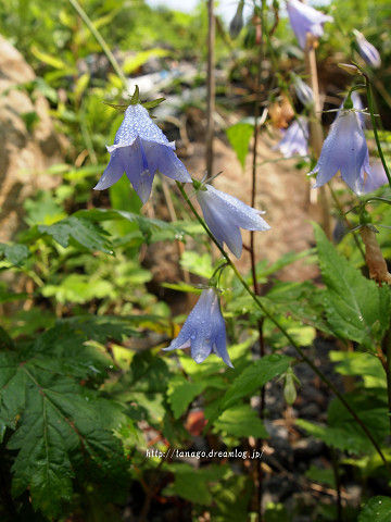 何の花2
