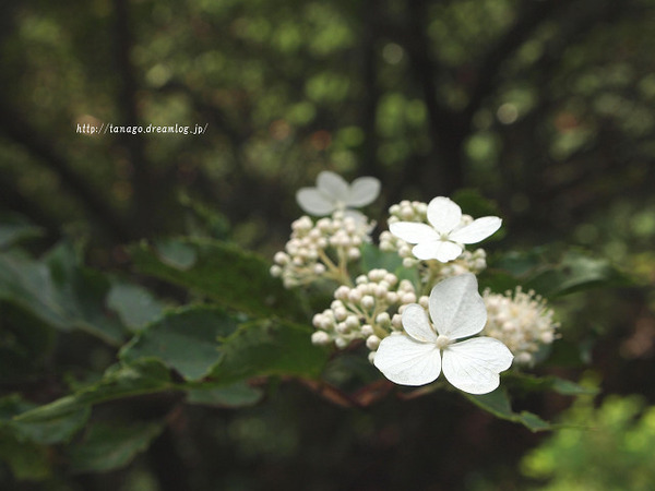 何の花