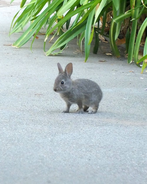 2017-09-09-animal3