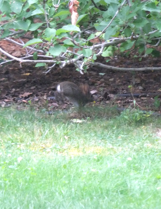 2017-06-13-rabbit2