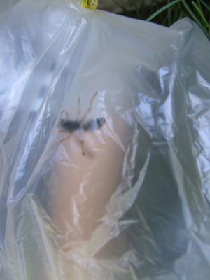 2016-07-23-wasps3