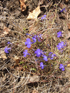 2012_04_03-oldlobelia