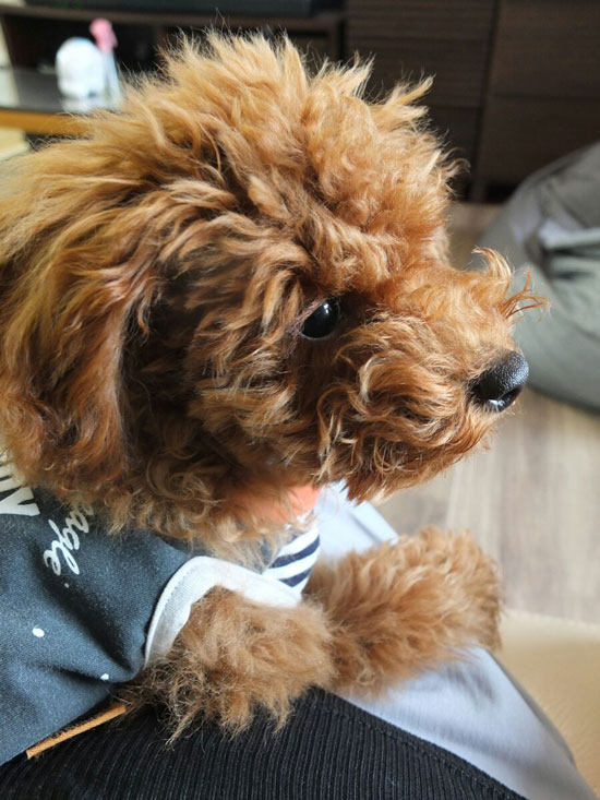 2018-05-27-chibi5