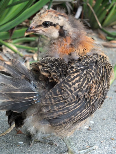 2017-06-26-chick1