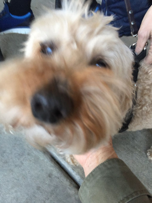2018-01-08-poodle7