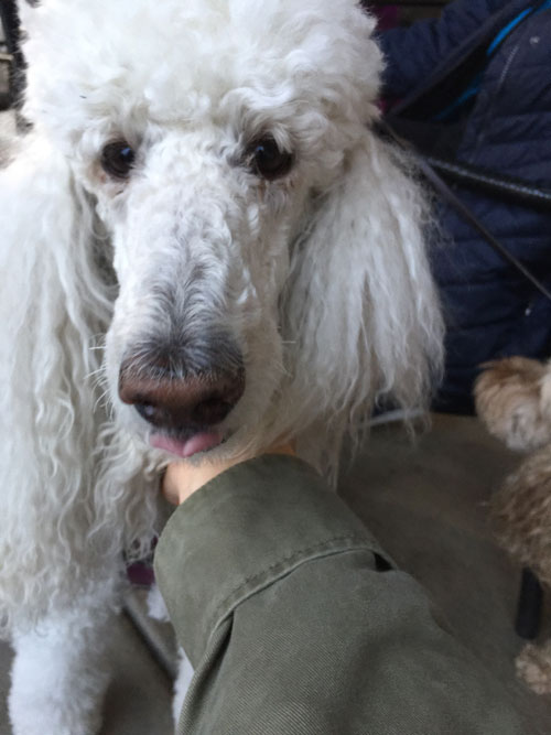 2018-01-08-poodle4