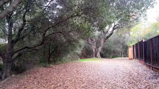 2017-02-05-walk