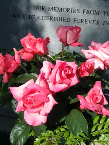2015-04-22-rose1
