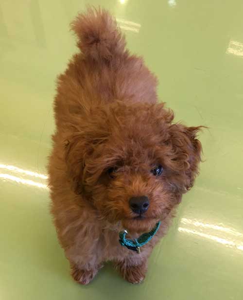 2018-03-09-poodle2