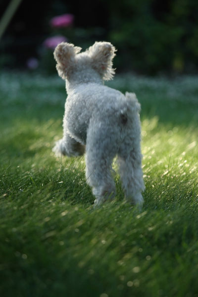 2009_06_21_chibi2