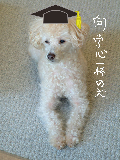 2018-02-01-chibi5