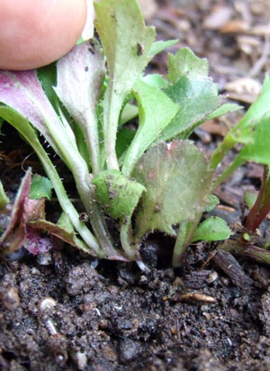 2012_04_03-newroot
