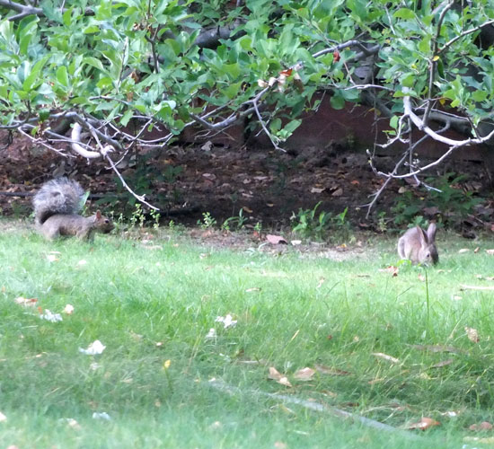 2017-09-09-animal8
