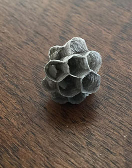 2016-07-23-wasps4