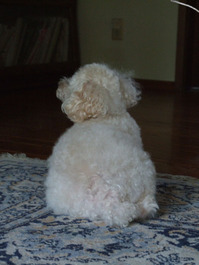 2011_04_10_back