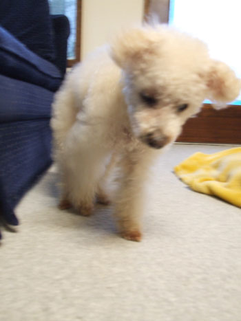 2016-02-25-chibi3