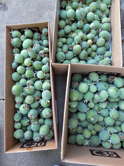 2018-10-09-guava2
