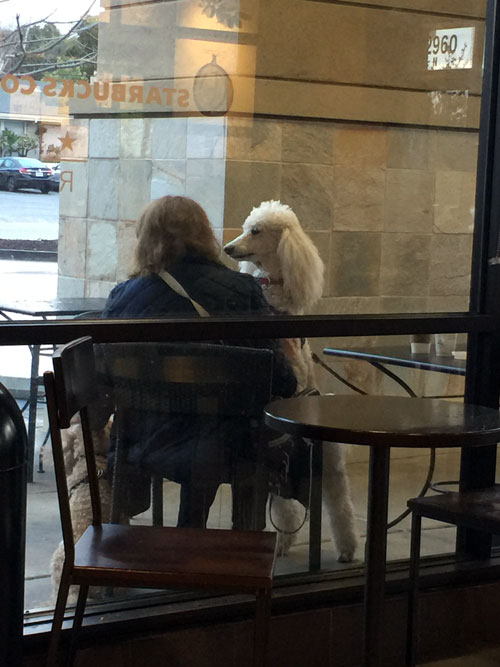 2018-01-08-poodle3