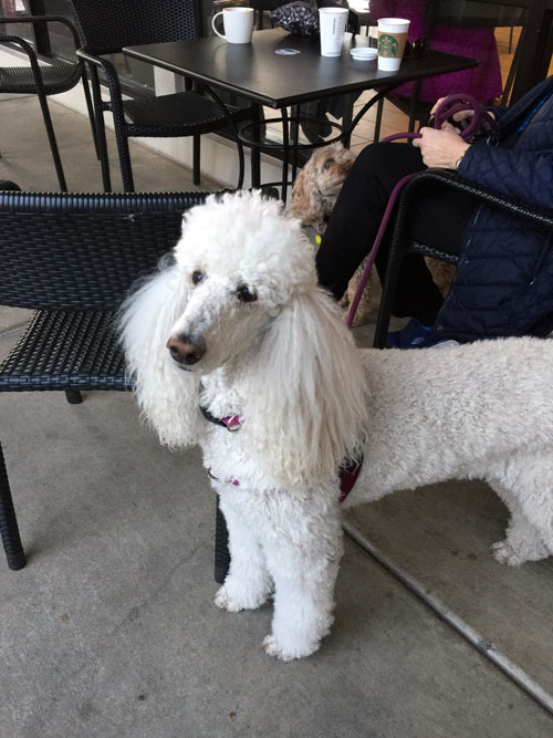 2018-01-08-poodle1