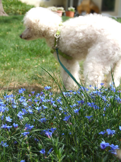 2015-04-08-chibi4i