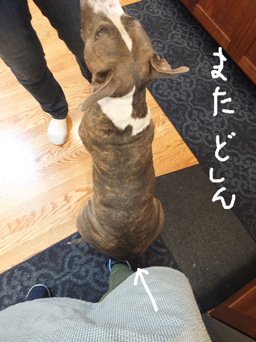 2018-06-11-shelby4