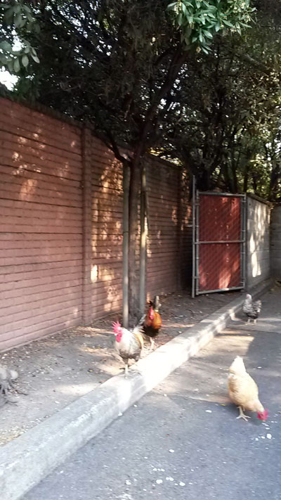 2017-11-08-chicken1
