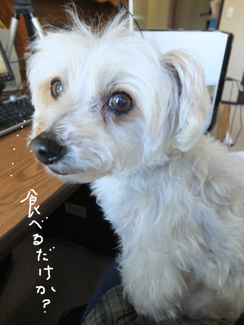 2019-03-18-rasta5