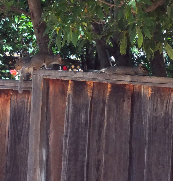 2017-09-09-animal4