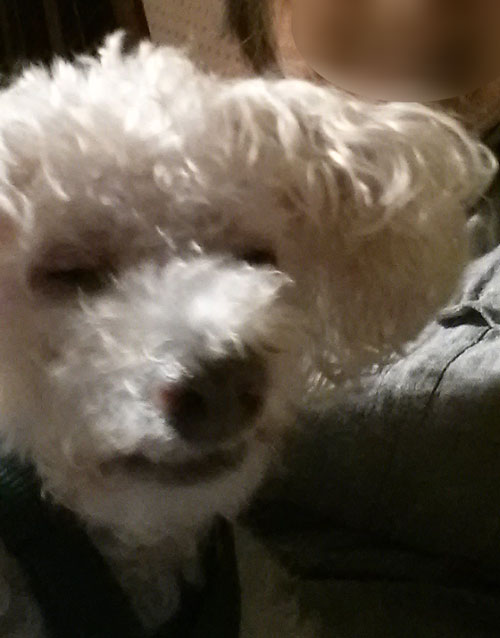 2018-02-07-chibi2