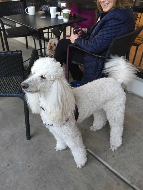 2018-01-08-poodle2