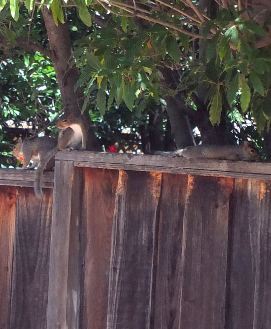 2017-09-09-animal7
