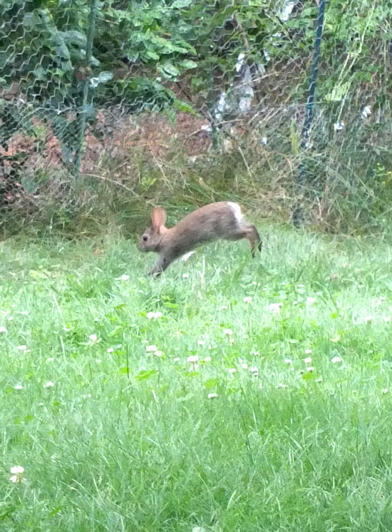 2017-06-13-rabbit1