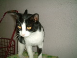 外猫2