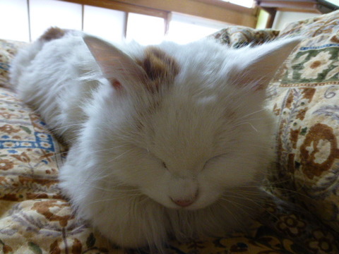 シロ