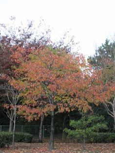 IMG_0088 (236x314)