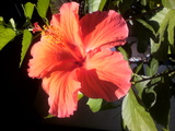 hibiscas